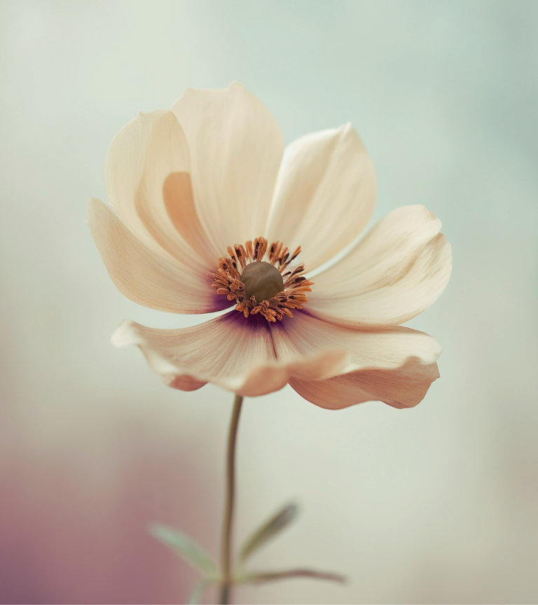 Beige flower opening on. a gradient background suggesting a blossoming of self in community that occurs in Somatic-Relational Group Coaching by Melissa Knight Taylor